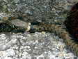 Grass Snake or Ringed Snake or Water Snake (Natrix natrix) - Castel de Cantobre Gîtes, Aveyron, France
