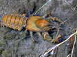 Signal Crayfish (Pacifastacus leniusculus) - Castel de Cantobre Gîtes, Aveyron, France
