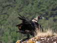 Bearded Vulture - Male (Larzac) - 2 months old juvenile (Gypaetus barbatus) - Castel de Cantobre Gîtes, Aveyron, France
