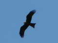 Black Kite (Milvus migrans) - Castel de Cantobre Gîtes, Aveyron, France