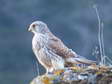 Common Kestrel (Falco tinnunculus) - Castel de Cantobre Gîtes, Aveyron, France