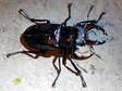 Stag beetle (Lucanus cervus - male) - Castel de Cantobre Gîtes, Aveyron, France