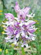 Military Orchid hybrid with Monkey Orchid (Orchis militaris x Orchis simian) - Castel de Cantobre Gîtes, Aveyron, France