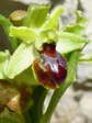 Small Spider Orchid (Ophrys araneola) - Castel de Cantobre Gîtes, Aveyron, France