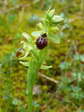 Small Spider Orchid (Ophrys araneola) - Castel de Cantobre Gîtes, Aveyron, France