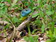Western Green Lizard - Male (Lacerta bilineata) - Castel de Cantobre G&icirc;tes, Aveyron, France