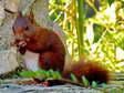 Eurasian red squirrel (Sciurus vulgaris) - Castel de Cantobre G&icirc;tes, Aveyron, France