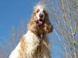 Louis, our previous dog (Canis lupus familiaris) - Castel de Cantobre G&icirc;tes, Aveyron, France