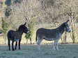 Donkeys (Equus africanus asinus) - Castel de Cantobre Gîtes, Aveyron, France