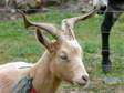 Domestic Goat (Capra aegagrus hircus) - Castel de Cantobre Gîtes, Aveyron, France