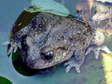 Common Midwife Toad (Alytes obstetricans) - Castel de Cantobre G&icirc;tes, Aveyron, France