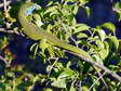 Western Green Lizard - Male (Lacerta bilineata) - Castel de Cantobre G&icirc;tes, Aveyron, France