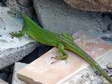 Western Green Lizard (Lacerta bilineata) - Castel de Cantobre Gîtes, Aveyron, France