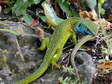 Western Green Lizard - Male (Lacerta bilineata) - Castel de Cantobre G&icirc;tes, Aveyron, France
