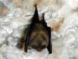Lesser Horseshoe Bat (Rhinolophus hipposideros) - Castel de Cantobre Gîtes, Aveyron, France