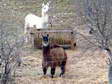 Llama (Lama glama) - Castel de Cantobre G&icirc;tes, Aveyron, France