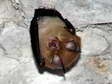 Lesser Horseshoe Bat (Rhinolophus hipposideros) - Castel de Cantobre G&icirc;tes, Aveyron, France