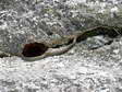 Grass Snake or Ringed Snake or Water Snake (Natrix natrix) - Castel de Cantobre G&icirc;tes, Aveyron, France