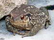 Common Toad (Bufo bufo) - Castel de Cantobre Gîtes, Aveyron, France