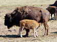 European Bison (Bison bonasus) - Castel de Cantobre G&icirc;tes, Aveyron, France