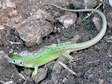 Western Green Lizard (Lacerta bilineata) - Castel de Cantobre G&icirc;tes, Aveyron, France