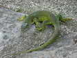 Western Green Lizard (Lacerta bilineata) - Castel de Cantobre Gîtes, Aveyron, France