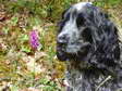 Midge, our dog (Canis lupus familiaris) - Castel de Cantobre G&icirc;tes, Aveyron, France