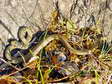 Juvenile Western or Green Whip Snake (Hierophis viridiflavus) - Castel de Cantobre Gîtes, Aveyron, France