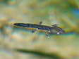 Larval stage of the Fire Salamander - 3cm (Salamandra salamandra) - Castel de Cantobre Gîtes, Aveyron, France