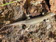 Common Wall Lizard (Podarcis muralis) - Castel de Cantobre G&icirc;tes, Aveyron, France