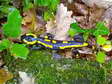 Fire Salamander (Salamandra salamandra) - Castel de Cantobre G&icirc;tes, Aveyron, France