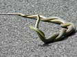Western Whip Snake (Hierophis viridiflavus) - Castel de Cantobre Gîtes, Aveyron, France