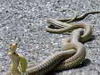Western or Green Whip Snake (Hierophis viridiflavus) - Castel de Cantobre G&icirc;tes, Aveyron, France