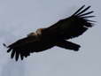 Griffon Vulture (Gyps fulvus) - Castel de Cantobre Gîtes, Aveyron, France