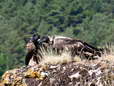 Bearded Vultures - Female & Male (Cazals & Larzac) - 2 months old juveniles (Gypaetus barbatus) - Castel de Cantobre Gîtes, Aveyron, France