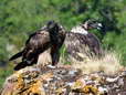 Bearded Vultures - Female & Male (Cazals & Larzac) - 2 months old juveniles (Gypaetus barbatus) - Castel de Cantobre Gîtes, Aveyron, France