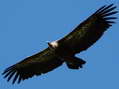 Griffon Vulture (Gyps fulvus) - Castel de Cantobre Gîtes, Aveyron, France