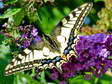 Le Machaon ou Grand porte-queue (Papilio machaon) - Gîtes Castel de Cantobre, Aveyron, France
