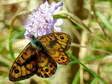 Wall Brown (Lasiommata megera) - Castel de Cantobre G&icirc;tes, Aveyron, France