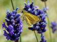 Lulworth Skipper (Thymelicus acteon) - Castel de Cantobre G&icirc;tes, Aveyron, France