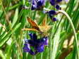 Lulworth Skipper (Thymelicus acteon) - Castel de Cantobre G&icirc;tes, Aveyron, France