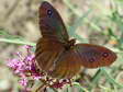 Male Great Sooty Satyr (Satyrus ferula) - Castel de Cantobre G&icirc;tes, Aveyron, France