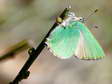 Green hairstreak (Callophrys rubi) - Castel de Cantobre G&icirc;tes, Aveyron, France