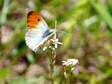 Male Orange Tip (Anthocharis cardamines) - Castel de Cantobre G&icirc;tes, Aveyron, France