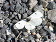 Female Orange Tip (Anthocharis cardamines) - Castel de Cantobre G&icirc;tes, Aveyron, France