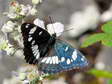 Southern White Admiral (Limenitis reducta) - Castel de Cantobre G&icirc;tes, Aveyron, France