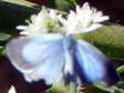 Holly Blue (Celastrina argiolus) - Castel de Cantobre Gîtes, Aveyron, France