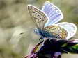 Common Blue (Polyommatus icarus) - Castel de Cantobre G&icirc;tes, Aveyron, France