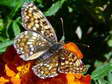 Knapweed Fritillary (Melitaea phoebe) - Castel de Cantobre G&icirc;tes, Aveyron, France