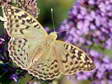 Cardinal (Argynnis pandora) - Castel de Cantobre G&icirc;tes, Aveyron, France